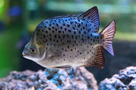 Atromaculatus De Scatophagus Argus Photo Stock Image Du Marin