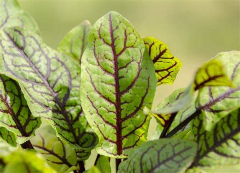 A Chaque Mois Sa Plante octobre le Bégonia Cartes De Crédit