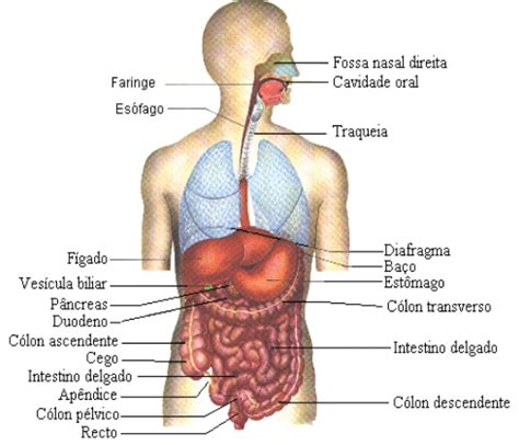 Mapa Mental Sobre Sistemas Do Corpo Humano Baixe Gr Tis Em Pdf