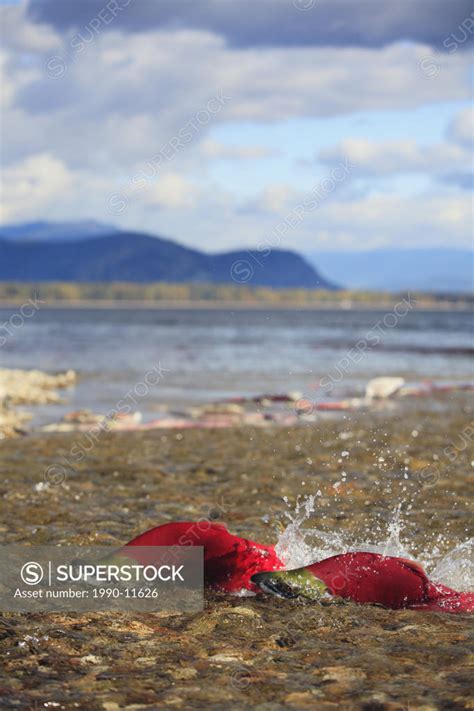 Sockeye Salmon Run Up The Mouth Of The Adams River At Shuswap Lake Near