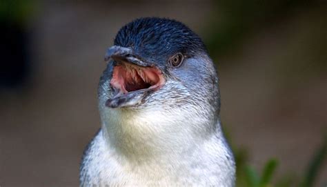 Meet The Adorable Fairy Penguin The Smallest Penguin Species On Earth