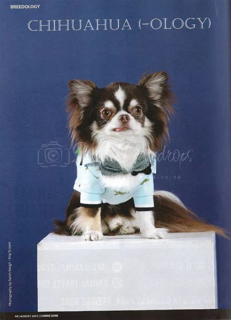 The Long Haired Chihuahua Studio Backdrops