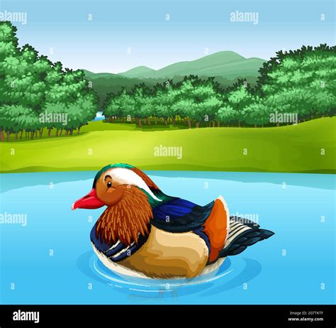 Mandarin Duck Swimming Stock Vector Images Alamy