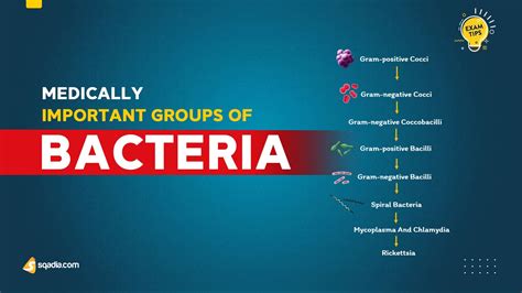 Structure And Classification Of Bacteria Medically Important Groups