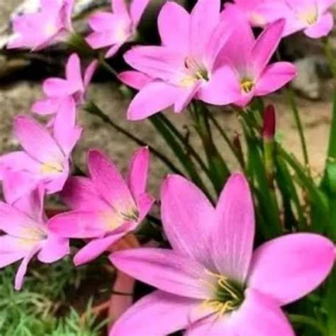 Jual Tanaman Hias Lily Hujan Lily Hujan Bunga Pink Bunga Hidup