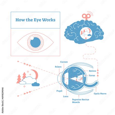 How the eye works medical scheme poster, elegant and minimal ...