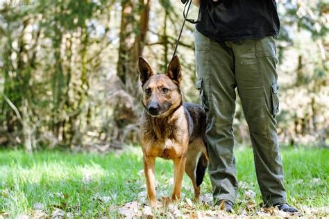 Cudowna Sunia W Typie Owczarka Belgijskiego Szuka Domu Warszawa Bemowo