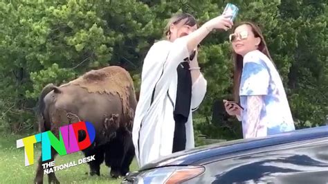 Yellowstone Tourists Take Selfie By Bison Youtube