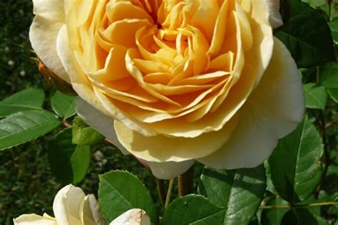 Роза Тизинг Джорджия — фото и описание сорта с отзывами