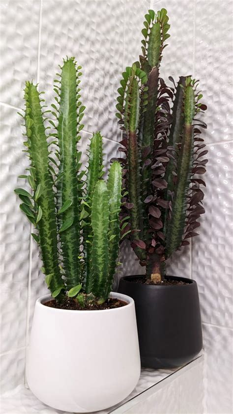 Euphorbia Trigona African Milk Tree Plant Guide Our House Plants