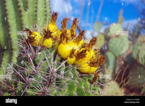 Barrel Cactus Fruit Close Up Taken In Saguaro National Park Arizona