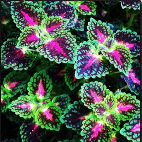 100pcs Coleus Flower Seeds Rare 4 Kinds Color Perennial Bonsai Etsy