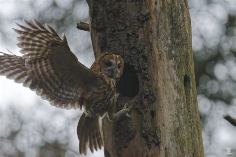 Chouette Hulotte Strix Aluco Tawny Owl Jean Michel Lucas Flickr