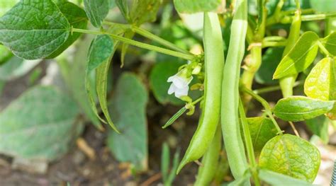 Reasons Your Green Beans Leaves Are Turning Yellow