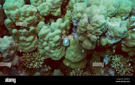 Unicellular Organisms Bubble Algae Sea Grape Sailors Eyeballs