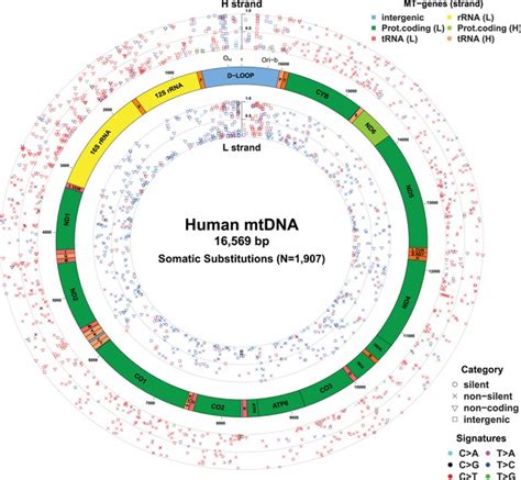 Origins And Functional Consequences Of Somatic Mitochondrial DNA