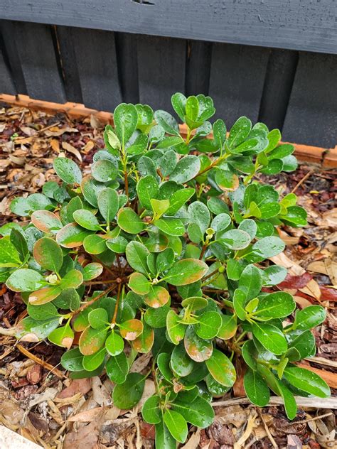 Brown Indian Hawthorn Leaves : r/GardeningAustralia