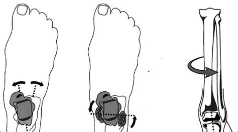 Normal Biomechanics Of The Foot During The Loading Response Phase Of