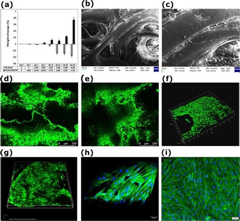 The Quantitative Estimation Of In Vitro Bioactivity Of Scaffolds