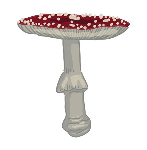 Champignon V N Neux Amanita Muscaria Clipart De Champignon Amanite Tue