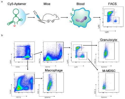 Genes Free Full Text Tracking Biodistribution Of Myeloid Derived