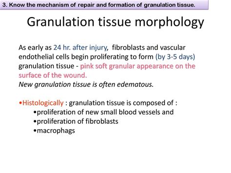 Inflammation And Repair Lecture 5 Ppt Download