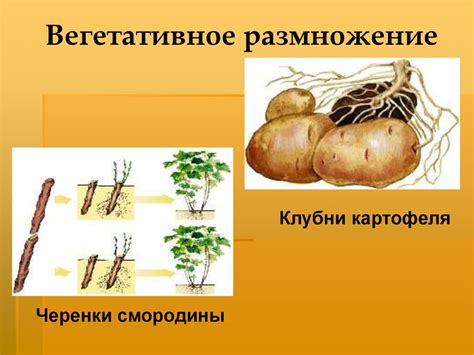Размножение и развитие организмов - презентация онлайн