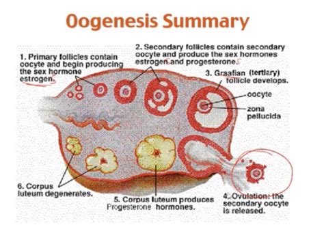 Bio 131 Female Reproductive System Flashcards Quizlet