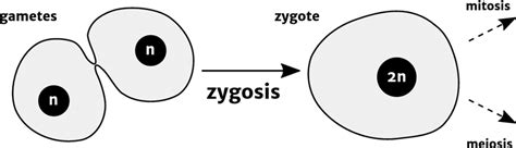 The Rudiments Of Zygosis Zygosis Involves The Fusion Of Two Gametes