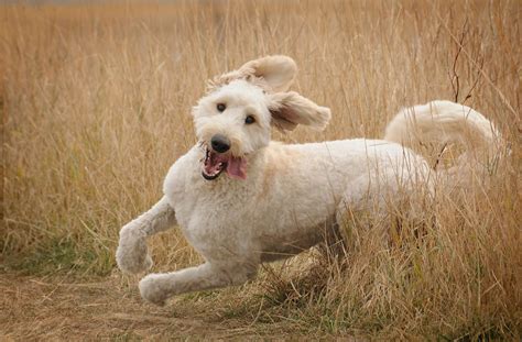 Cute Pictures Of Goldendoodles Popsugar Pets