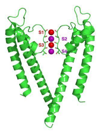 Potassium channel - wikidoc