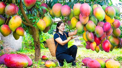 How To Harvest Mangoes And Goes To Market Sell Harvesting And Cooking