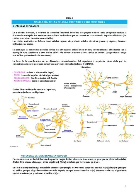 TEMA 2 apuntes TEMA 2 FISIOLOGÍA DE LAS CÉLULAS EXCITABLES Y NO