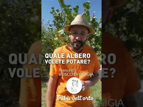 Potatura Dell ALBICOCCO Con Bosco Di Ogigia YouTube