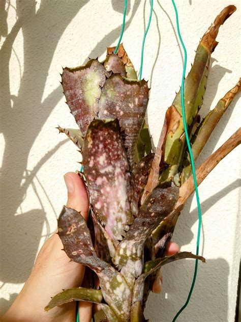 Yahoo オークション ビルベルギア カハカイ Kahakai Billbergia