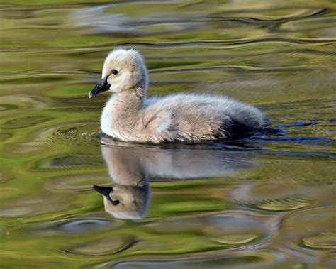 What Is A Baby Swan Called? (5 Things Make Them Unique)