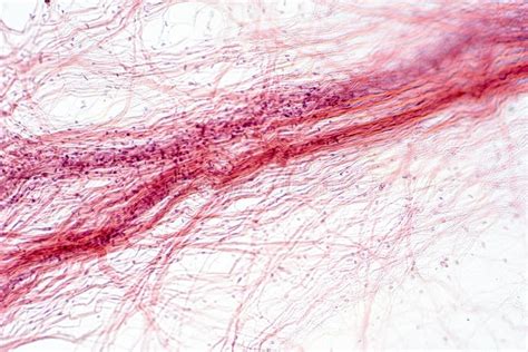 Areolar Connective Tissue Under the Microscope View Stock Illustration ...