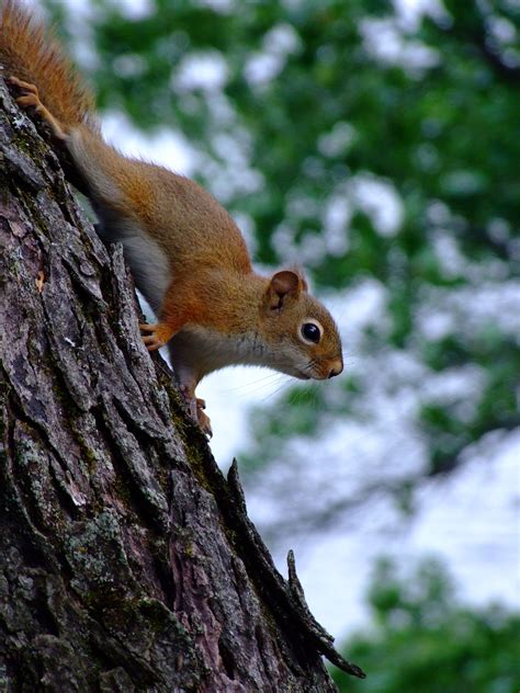 The Curiosity Of A Red Squirrel Sugar Camp Wisconsin