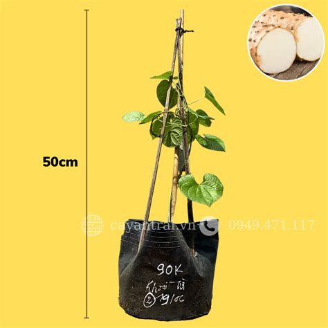 Khoai Từ Hoàng Long Garden Giống Cây Trồng Cây ăn Trái