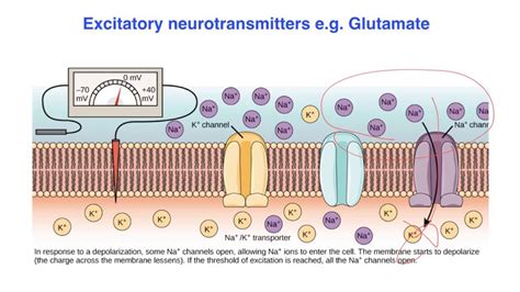 Excitatory Vs Inhibitory Effects Of Neurotransmitters Vce Psychology Youtube