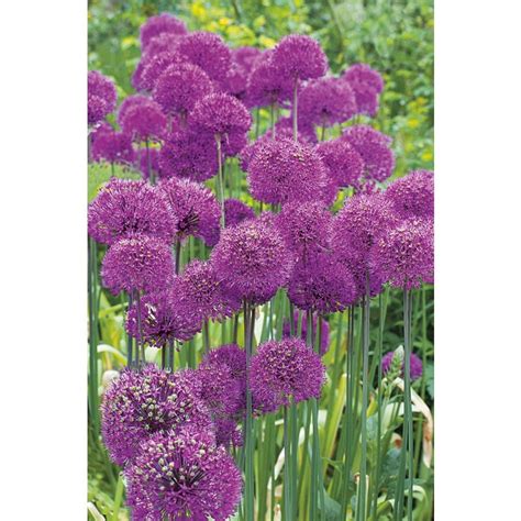 Garden State Bulb Pack Allium Purple Sensation Pk Bulbs Lb At