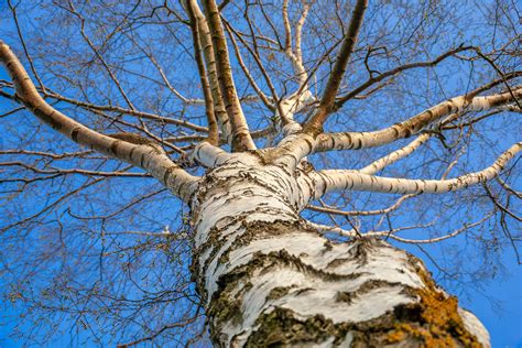 De berk | Het Bos der Omarming
