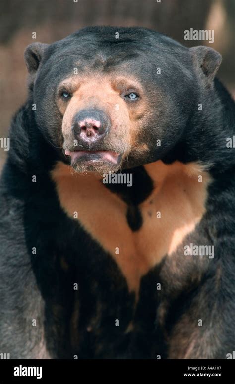 Malayan Sun Bear Stock Photo Alamy