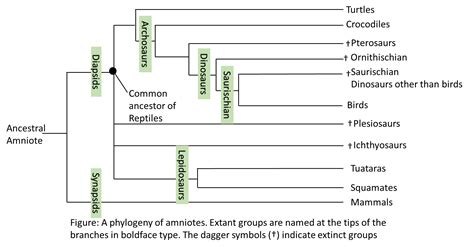 Chordates Practice Problems | Channels for Pearson+