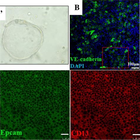 Whole Mount Immunofluorescent Staining Of Endometrial Epithelial Cells