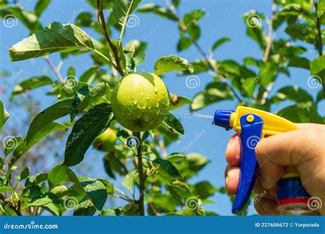 Treatment Of Apple Tree Branches In Summer With A Fungicide Against