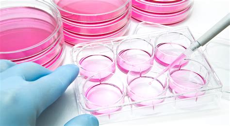 Cell Lines Versus Primary Cells as In Vitro Disease Models - An Overview