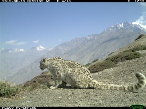 A Year in a Snow Leopard’s Life - Snow Leopard Trust