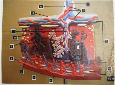 Bi Lab Ex Placenta Diagram Quizlet