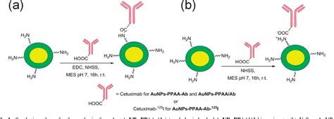 Figure 1 From Antibody Functionalized Polymer Coated Gold Nanoparticles Targeting Cancer Cells